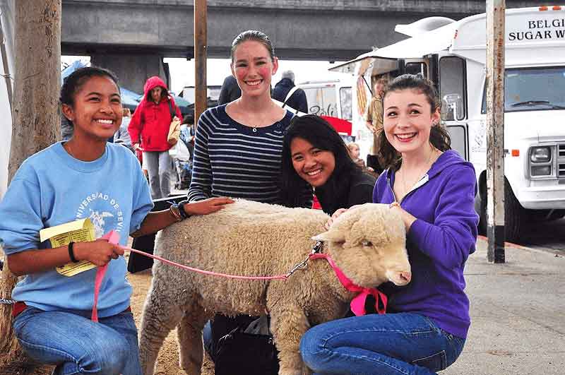 Sleep & Beyond Organic Merino Wool Bedding