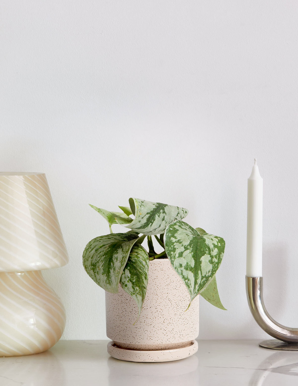 The Sill Pothos Plant in 6-inch Pot