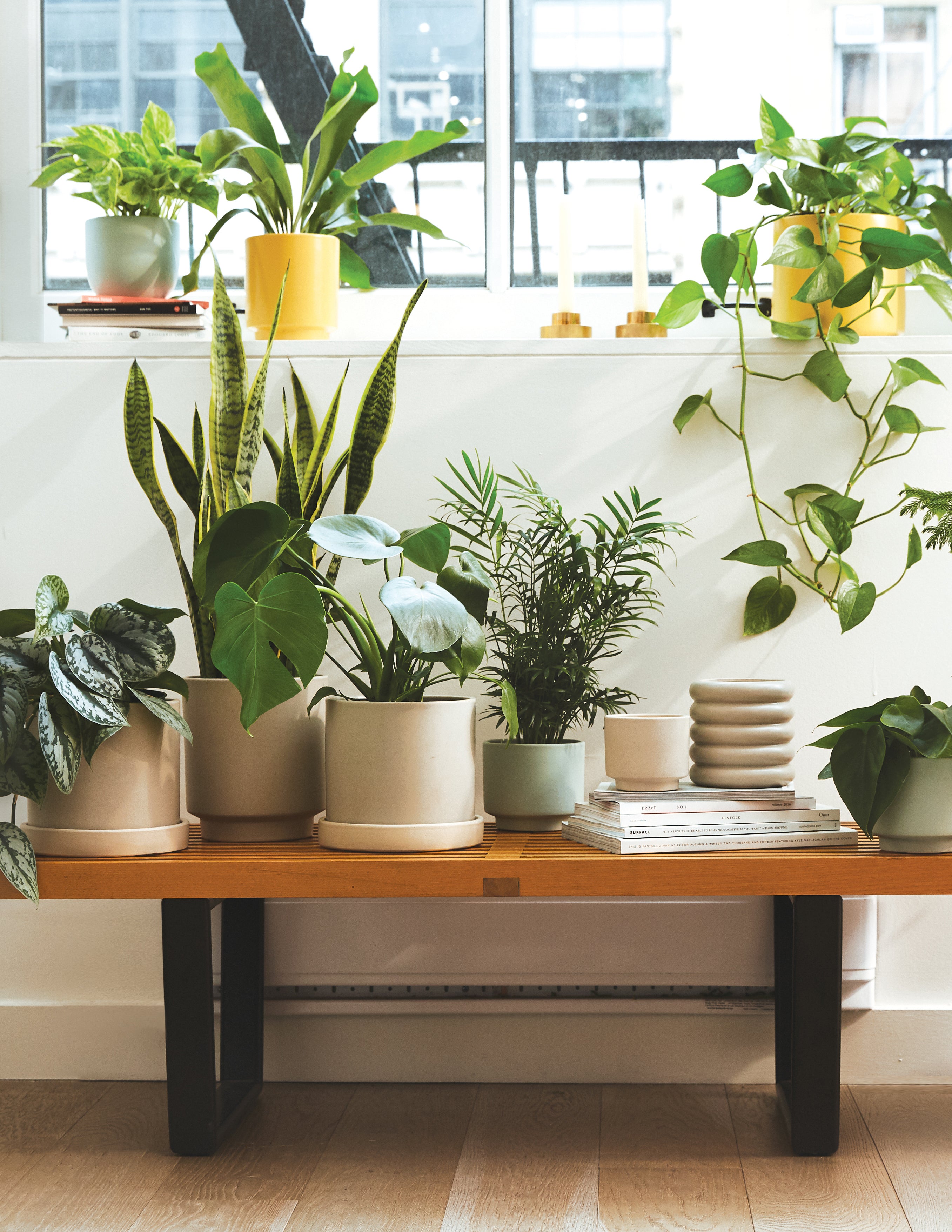 Sill Plant